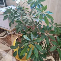 یک سری گل طبیعی به فروش میرسد|گل و گیاه طبیعی|بانه, |دیوار