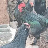 تخم مرغ نطفه دار مرندی اصل