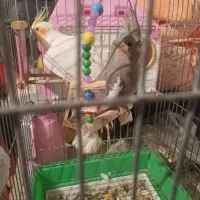 ۲ عدد عروس هلندی نر و ماده همراه با قفسه