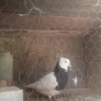 کفتر طوقی ماده