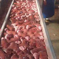 جگر گوسفندی