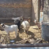 کره نر