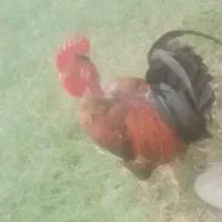خروس محلی اصل اصل گردن گلابی
