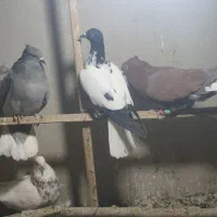 کبوتر|پرنده|سراوان, |دیوار