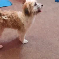 سگ ماده یک ساله  نژاد شیتزو کراس|سگ|اهواز, شریعتی جنوبی|دیوار