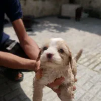 پامر خرسی با شیتزو