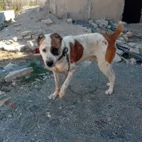 واگذاری سگ|سگ|کبودرآهنگ, |دیوار