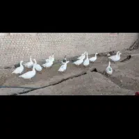 9عددغاز بالغ ودرشت|حیوانات مزرعه|قم, انصارالحسین|دیوار