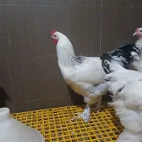 جوجه و نیمچه برهما دم تخم اصیل|حیوانات مزرعه|پیشوا, |دیوار