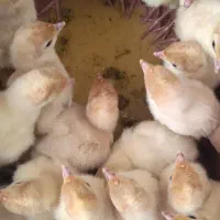 بوقلمون بیوتی ۶ گوشتی خورده و عمده
