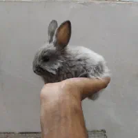 بچه خرگوش لوپ