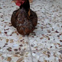 مرغ و خروس محلی