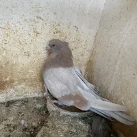 فروش چند عدد کبوتر قنار و نوک کوتاه|پرنده|شاهرود, |دیوار