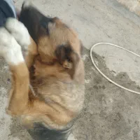 واگذاری سگ|سگ|شیراز, باجگاه|دیوار