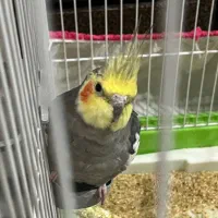 عروس هلتدی جفت