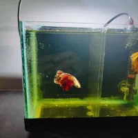 ماهی فایتر نژاد دار مناسب تکثیر