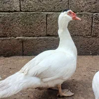 ۳ اردک اسرائیلی نر