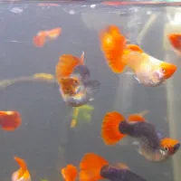 گوپی کوی بالن|ماهی|تهران, مهرآباد|دیوار