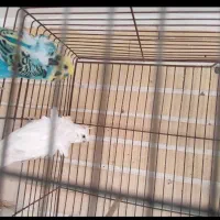 مرغ عشق پروانه ای جفت دوگل کاکلی نیمه دستی|پرنده|اصفهان, مارچین|دیوار