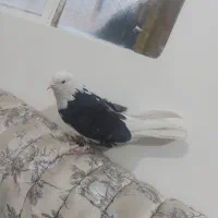 کفتر پرشی|پرنده|شهریار, شهرک شاهد|دیوار