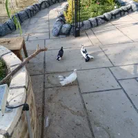 کبوتر
