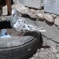 کبوتر پرنده دورگ|پرنده|سوسنگرد, |دیوار