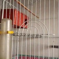 طوطی برزیلی|پرنده|شیراز, امام حسین|دیوار