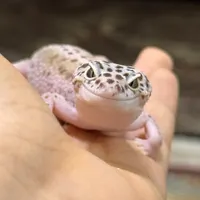 گکو