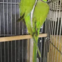 جفت ملنگو  مولد