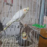 عروس هلندی
