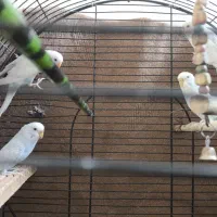 مرغ عشق حیوانات|پرنده|سقز, |دیوار