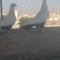 یه جفت دم سیاه