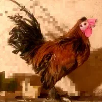 خروس مینیاتوری