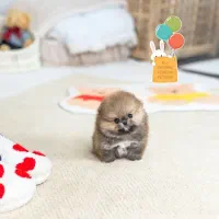 ما.لتیز|سگ|کرمانشاه, |دیوار