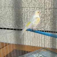 قناری نر معاوضه با کبوتر