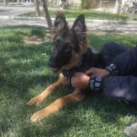 توله ژرمن شپرد اصیل