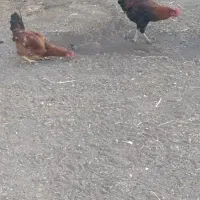 خروس جوان|حیوانات مزرعه|اردبیل, |دیوار