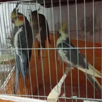 عروس هلندی|پرنده|میانه, |دیوار