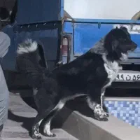 سگ قهدریجانی اصیل|سگ|فردوسیه, |دیوار