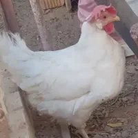 دو عدد مرغ سفید