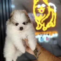 توله سگ پامرانین عروسکی جیبی // بمب کیفیت پامرمینی