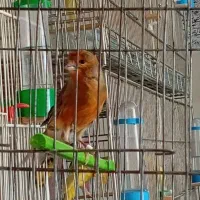 قناری پرتقالی نر و سوخته نر|پرنده|بیجار, |دیوار