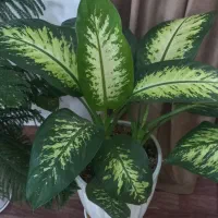 گل طبیعی|گل و گیاه طبیعی|ارومیه, |دیوار