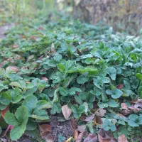 نهال توت فرنگی