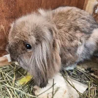 خرگوش لوپ هلندی اصیل|موش و خرگوش|لاهیجان, رجایی|دیوار