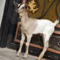 بز صومال|حیوانات مزرعه|بندرعباس, |دیوار