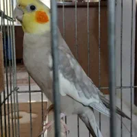 عروس هلندی مولد