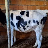 تلیسه از یک ماه ابستن تا ۶ ماه|حیوانات مزرعه|شیروان (خراسان), |دیوار