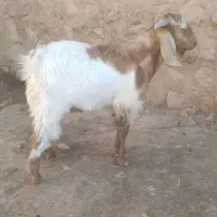 بز غاله (تویشک)|حیوانات مزرعه|کوهدشت, |دیوار