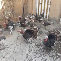 بوقلمون برنزه|حیوانات مزرعه|بروجرد, |دیوار